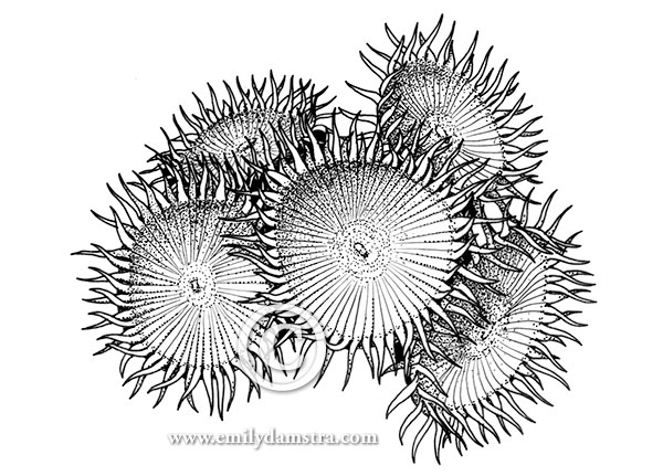Carpet coral • Zoanthus • illustration © Emily S. Damstra