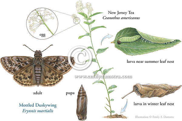 Life cycle of the Mottled Duskywing butterfly © Emily S. Damstra