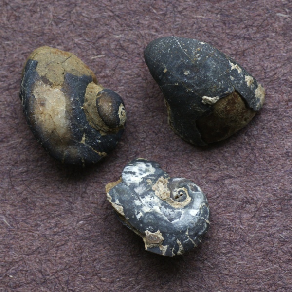 gastropods