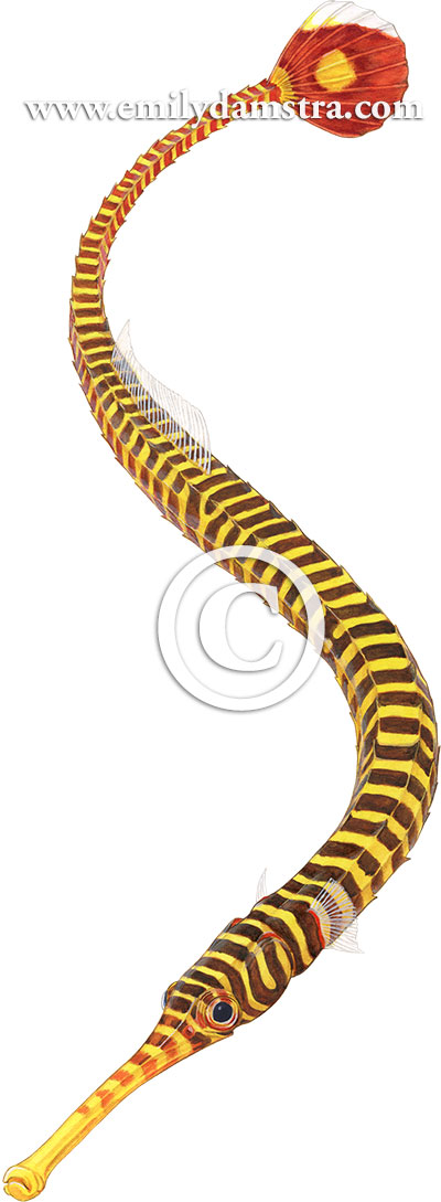 Illustration of Yellow-banded pipefish © Emily S. Damstra