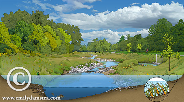 AFTER stream restoration - illustration © Emily S. Damstra